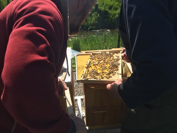 miód od naszych pszczół